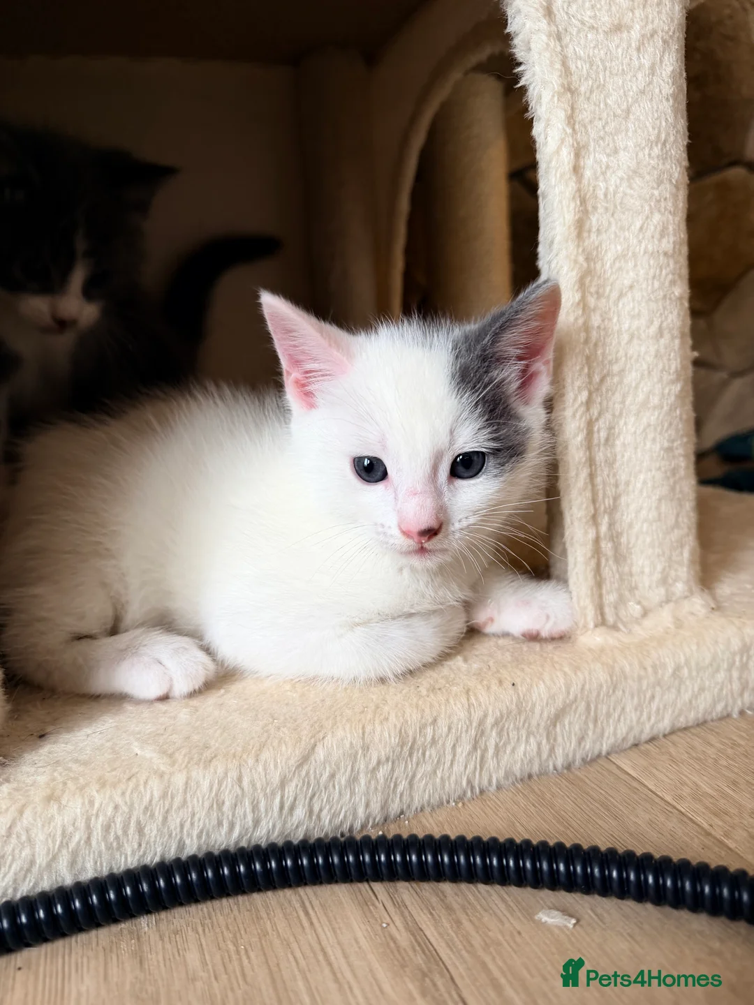 Mixed Breed cats for sale: 4 kittens for sale- all boys - Advert 11