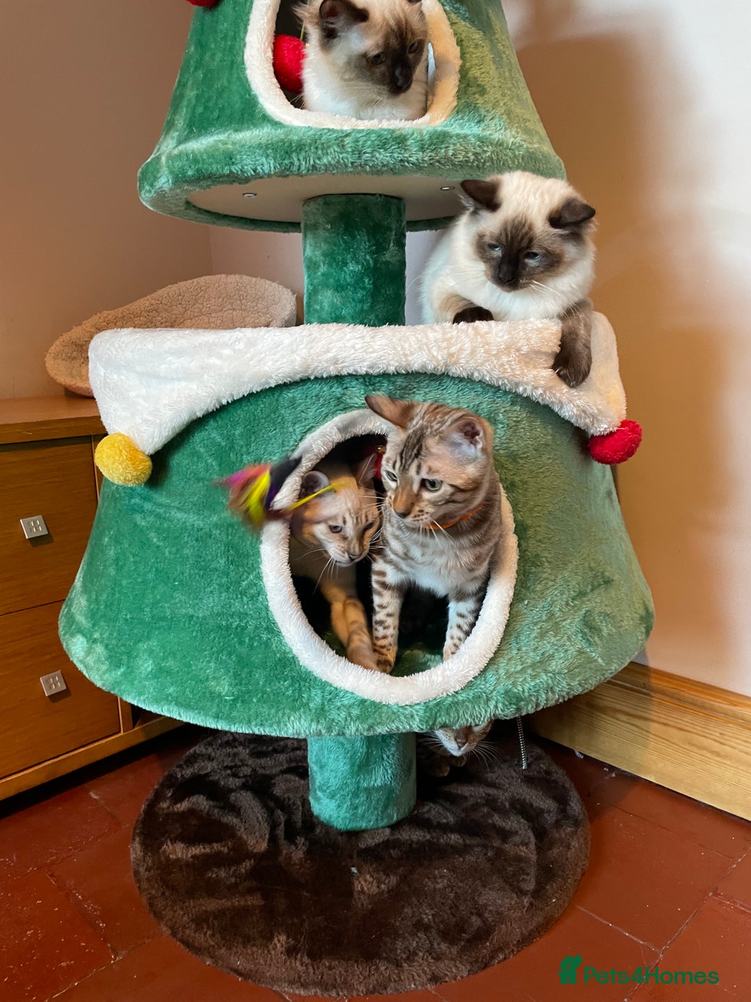 Ragdoll cats for sale: GCCF Ragdoll seal kittens, only 2 boys left - Advert 16