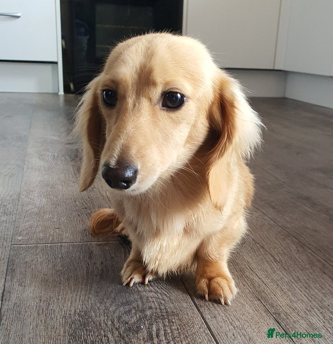 Miniature Dachshund dogs for stud: Beautiful KC Mini Long.H Full Eng. Cream Stud 🤍🐾 - Image 5