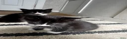 Norwegian Forest Cat cats for sale: mix norwegian kitten ready to go  - Advert 9