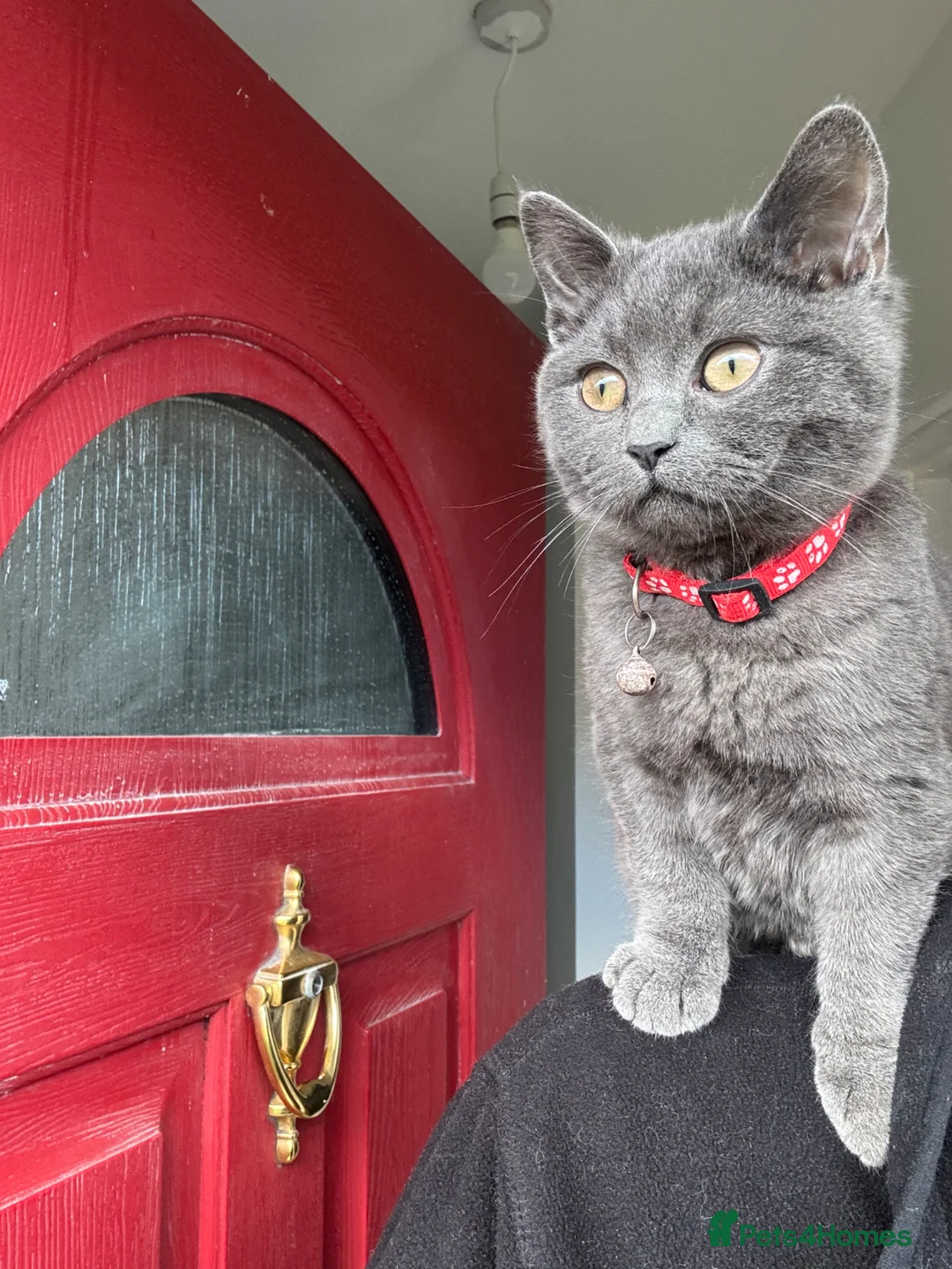 British Shorthair cats for sale: Cutie  in Manchester - Advert 2