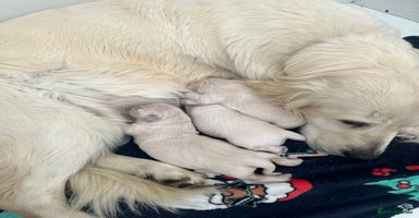 Golden Retriever dogs - Advert 4