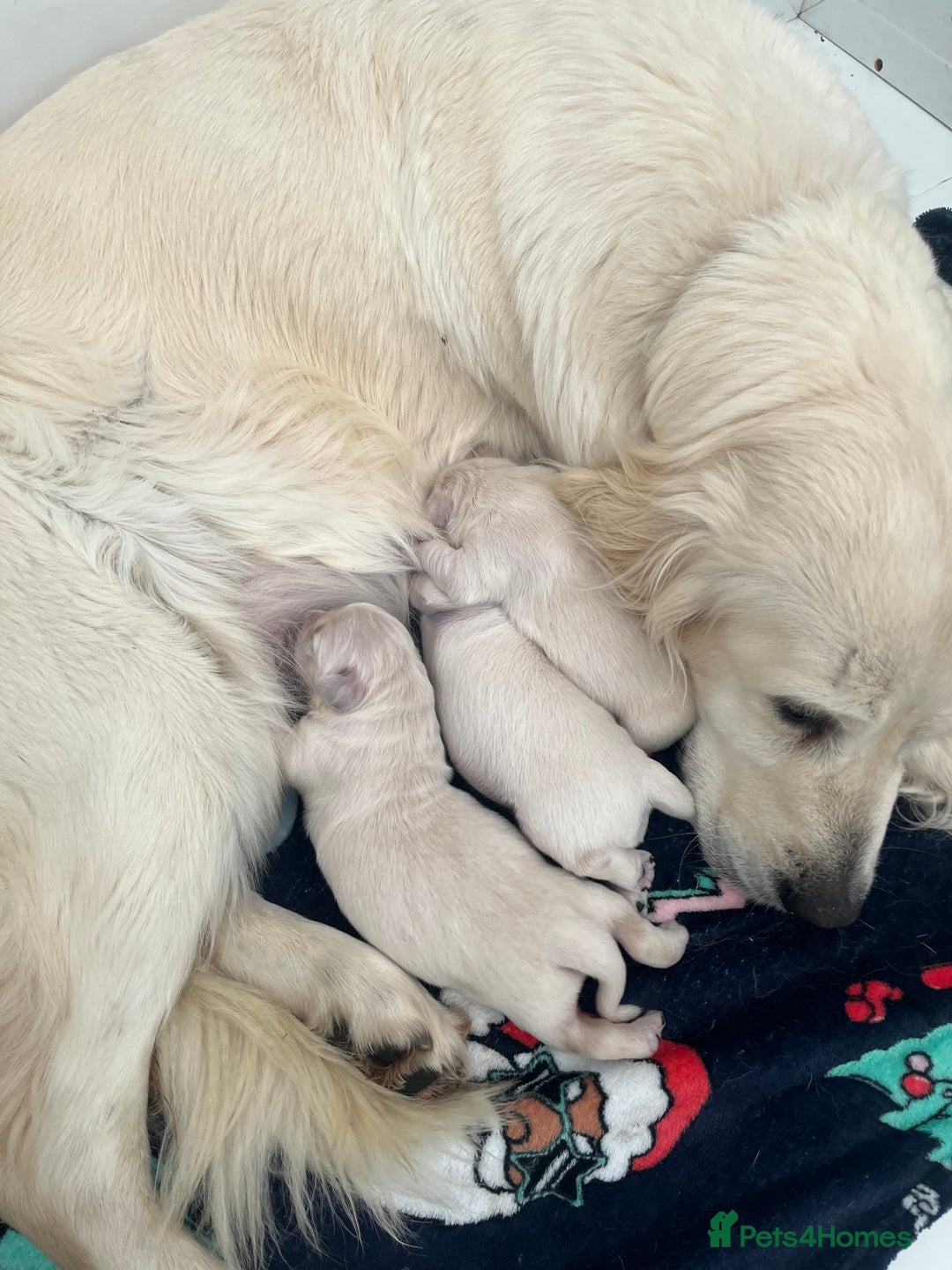 Golden Retriever dogs for sale: 3  Chunky puppies ready 17th December  - Advert 9