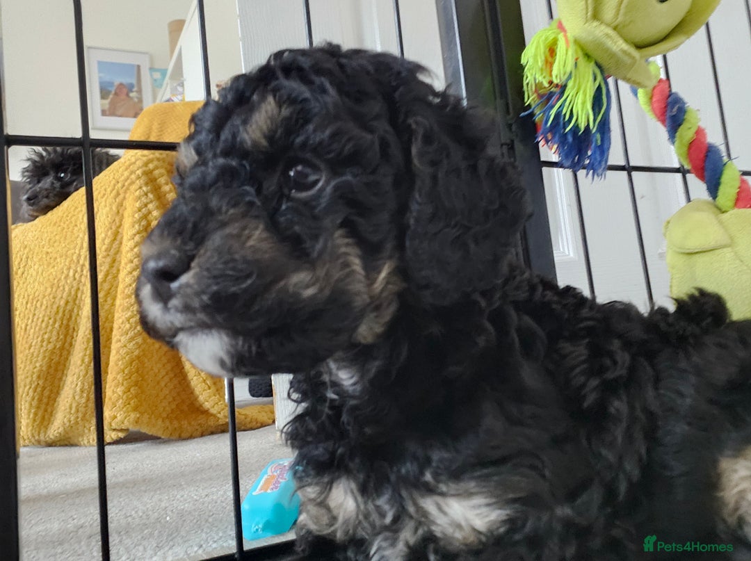 Toy Poodle dogs for sale: KC Black/Tan, Black/Cream Toy Poodles, READY NOW! in Morpeth - Image 12