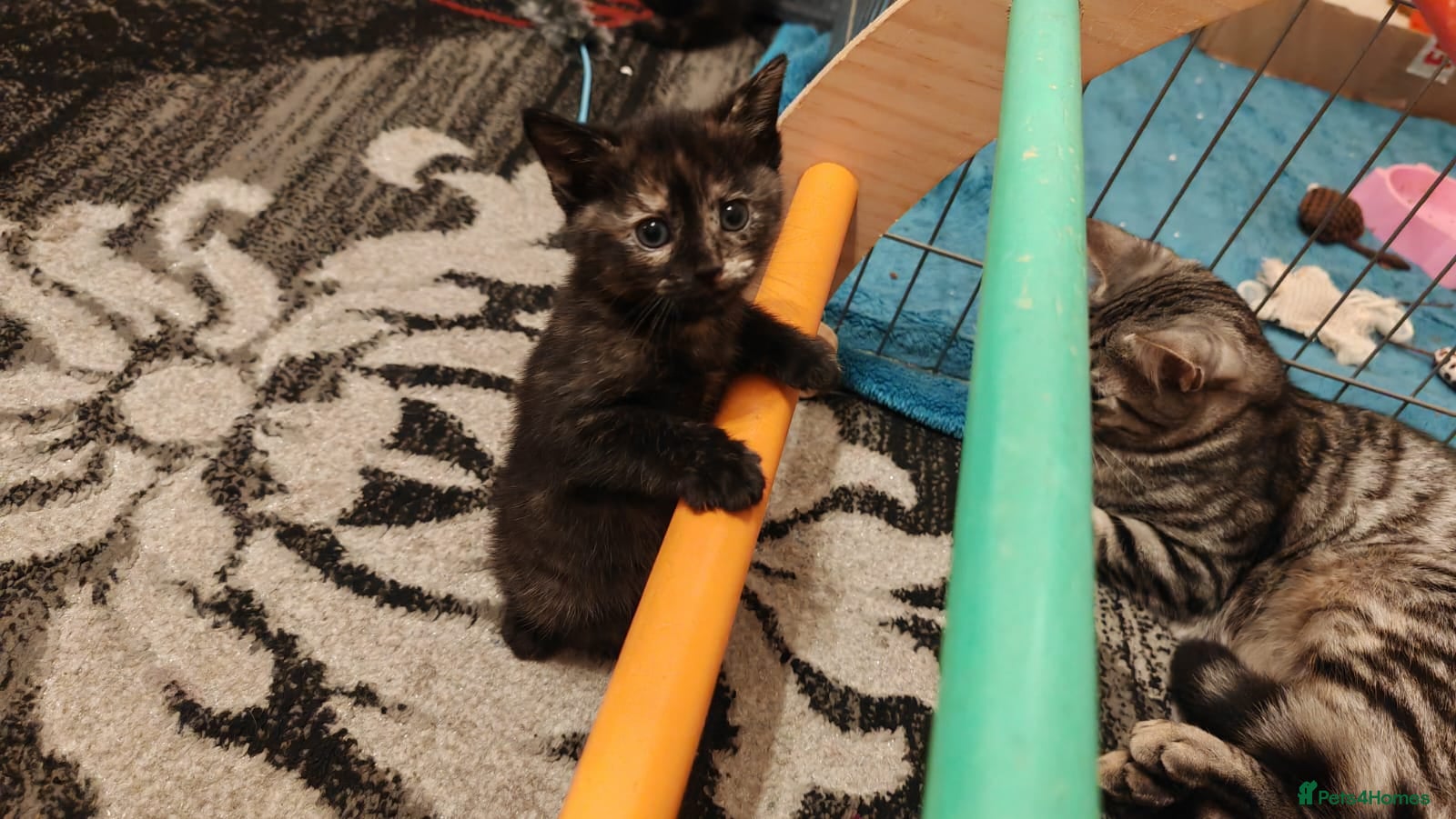 Mixed Breed cats Four Adorable and Feisty Kittens for Sale - Advert 2