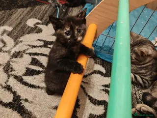 Mixed Breed cats Four Adorable and Feisty Kittens for Sale - Advert 2