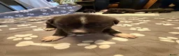 Mixed Breed dogs for sale: Staffordshire bull terrier x Lurcher puppies in Rugby - Advert 18