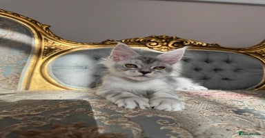 Maine Coon cats - Advert 5