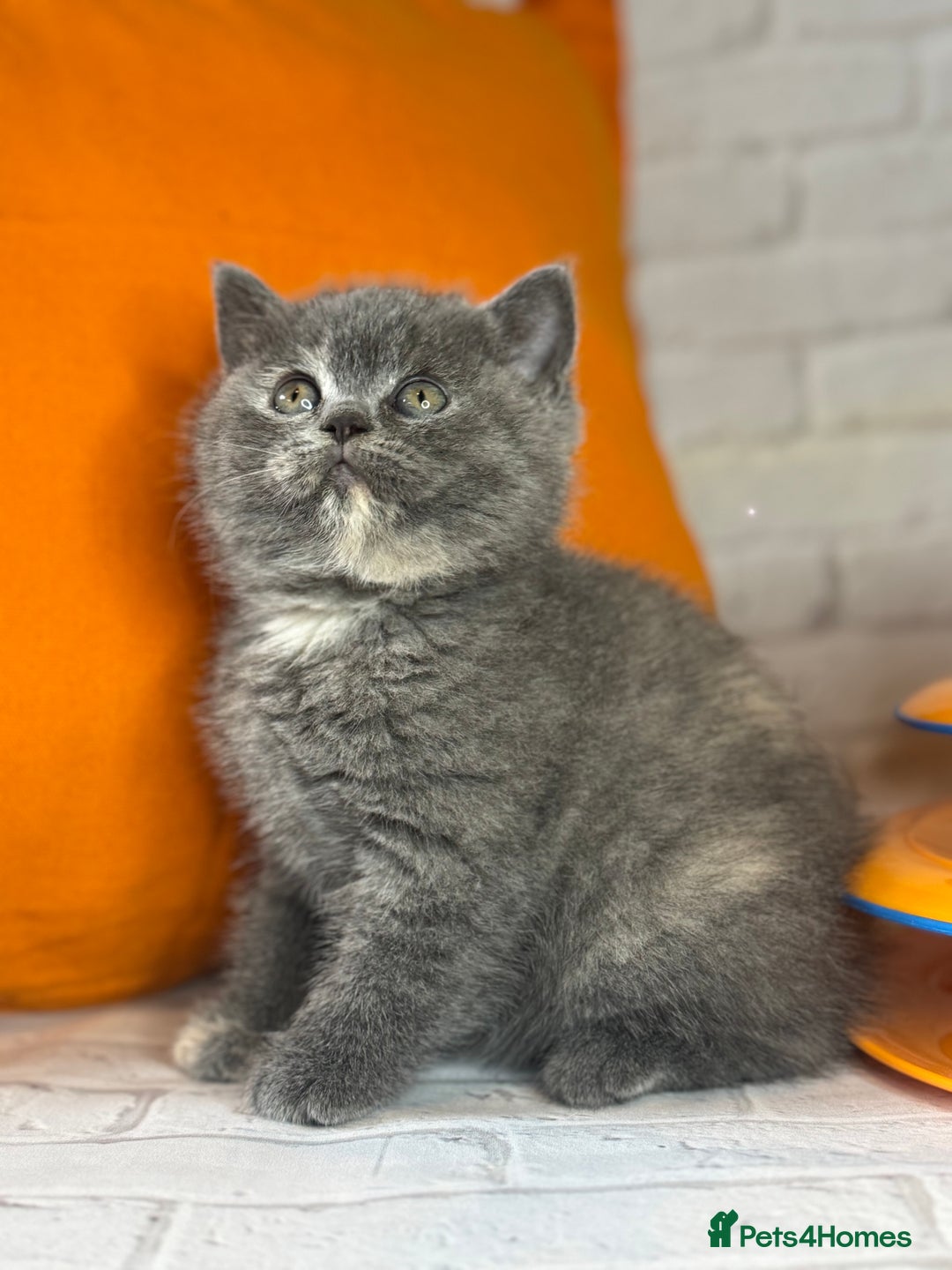 British Shorthair cats for sale: British Shorthair Kittens blue tortie  - Advert 22