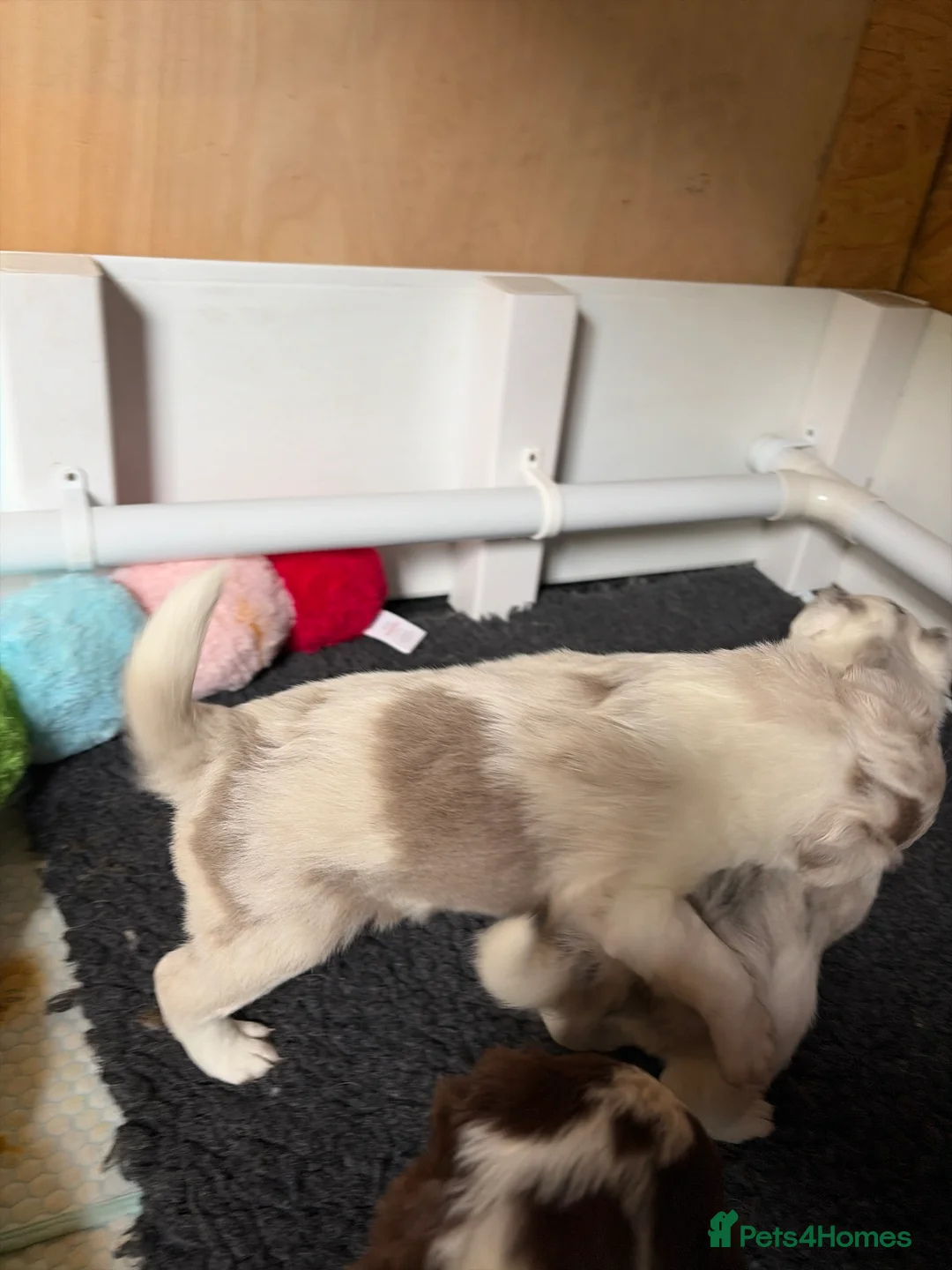 Border Collie dogs for sale: Beautiful Border collie puppies - Advert 2