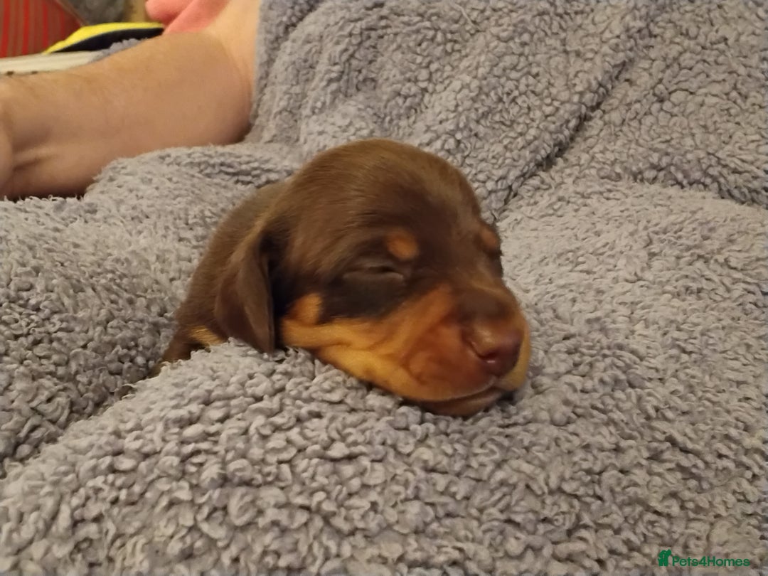 Miniature Dachshund dogs for sale: Miniature dachshund puppies - Image 12