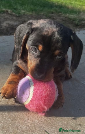 Dachshund dogs Mini dachshund puppies - Advert 12