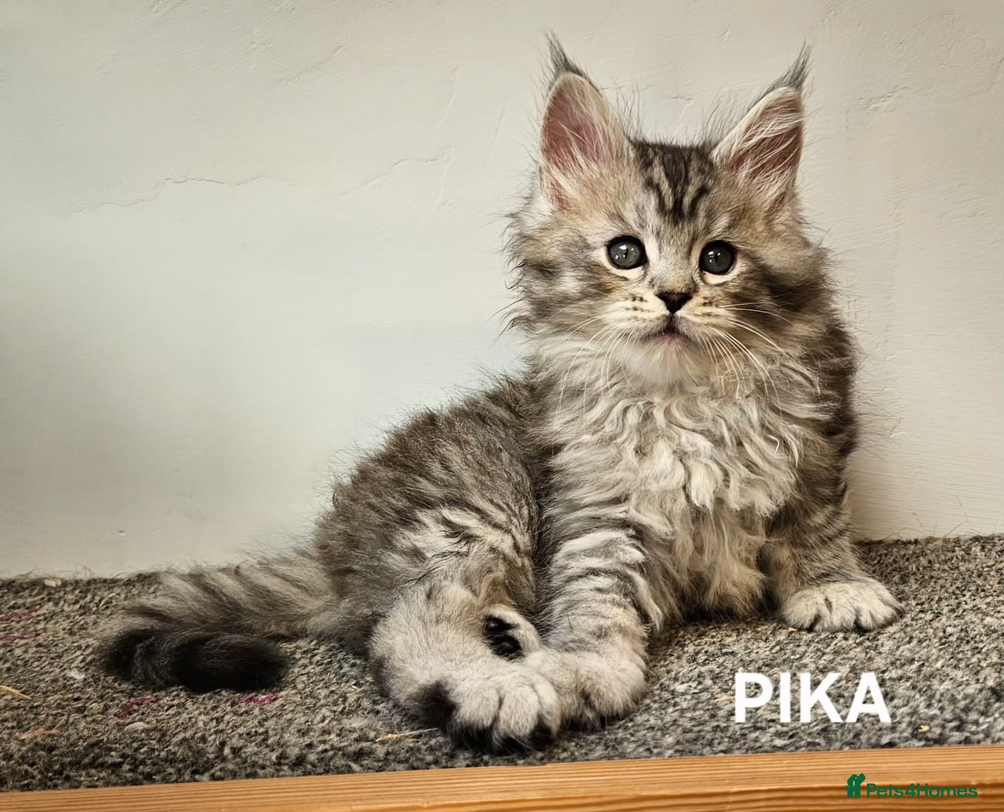 Maine Coon cats Large Maine Coon kittens regd European bloodline  - Advert 4