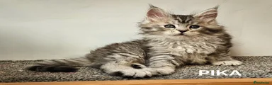Maine Coon Kitten 1