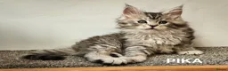 Maine Coon cats for sale: Large Maine Coon kittens regd European bloodline  - Advert 17