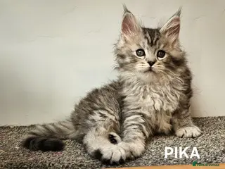 Maine Coon cats Large Maine Coon kittens regd European bloodline - Advert 8