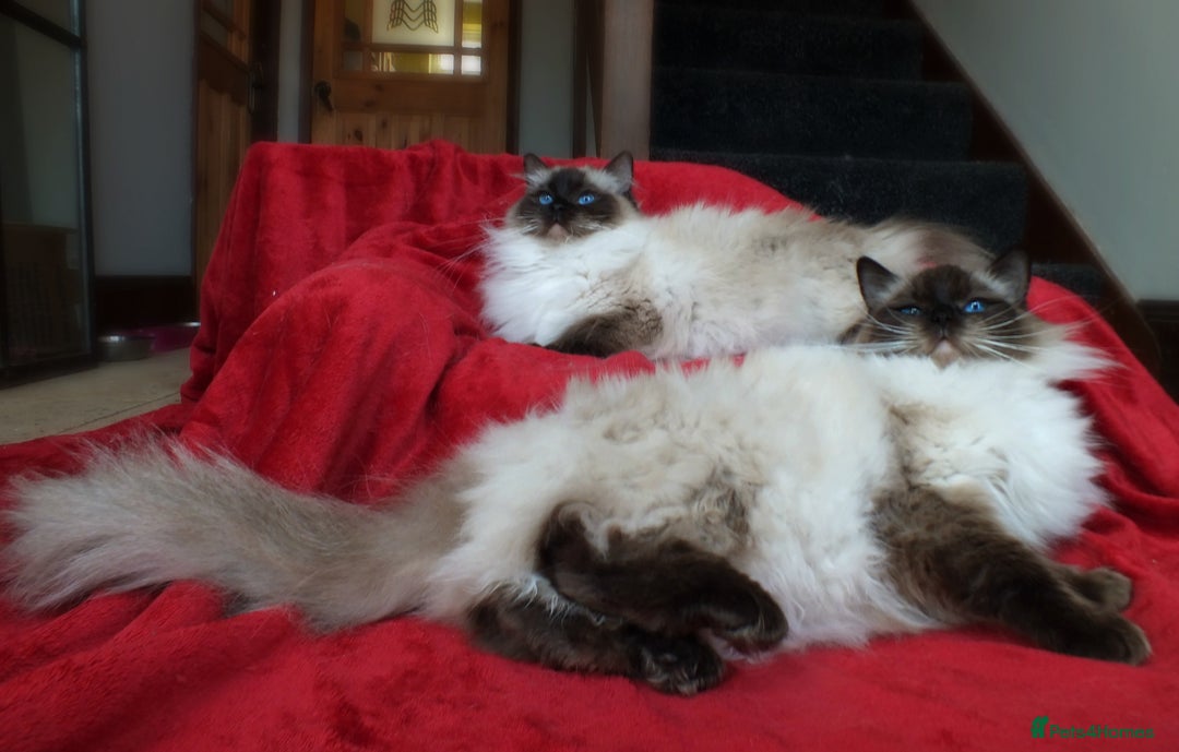 Ragdoll cats for sale: GCCF REG PET KITTENS CHAMPION IMPORT BLOODLINES - Image 14