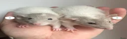 Rat rodents for sale: 🐭💜Dumbo Rex & Straight Coat Rats Available💜🐭 - Advert 8