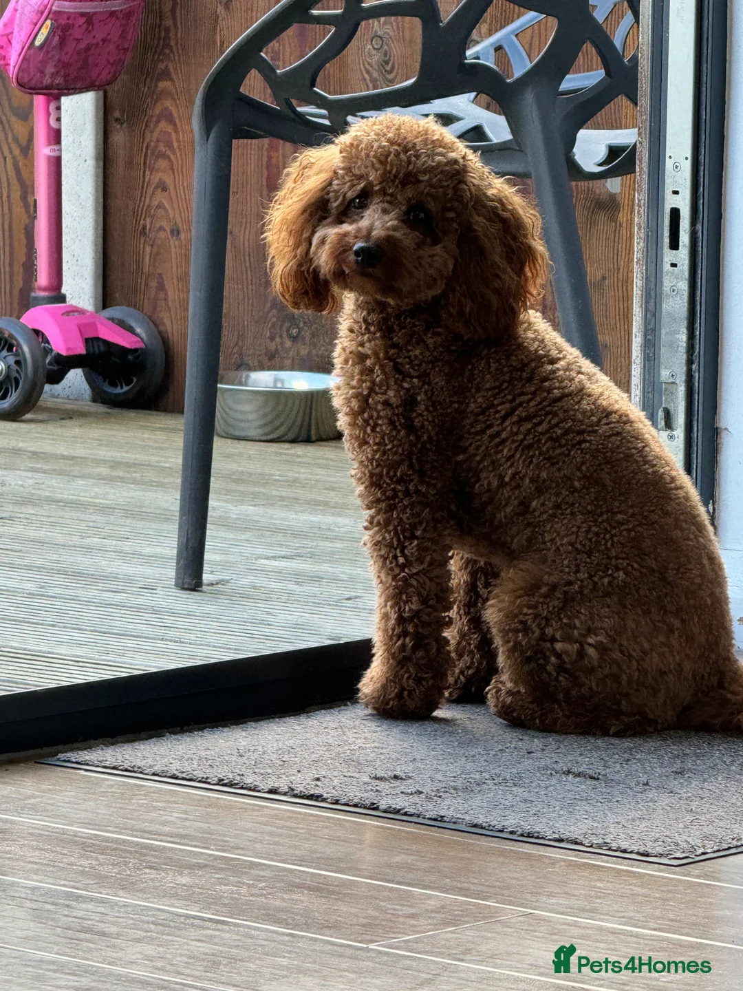 Toy Poodle dogs for stud: Teddy Fox red Proven Toy Poodle for STUD in Bexleyheath - Advert 5