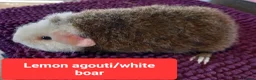 Guinea Pig rodents for sale: Rex sows/boars, Aby, cali guinea pigs. - Advert 6