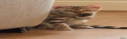 Bengal cats for sale: READY NOW FULL BENGAL KITTENS TICA REGISTERED  in Whitby - Advert 8