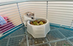 Hamster rodents for sale: Russian dwarf hamster  - Image 3