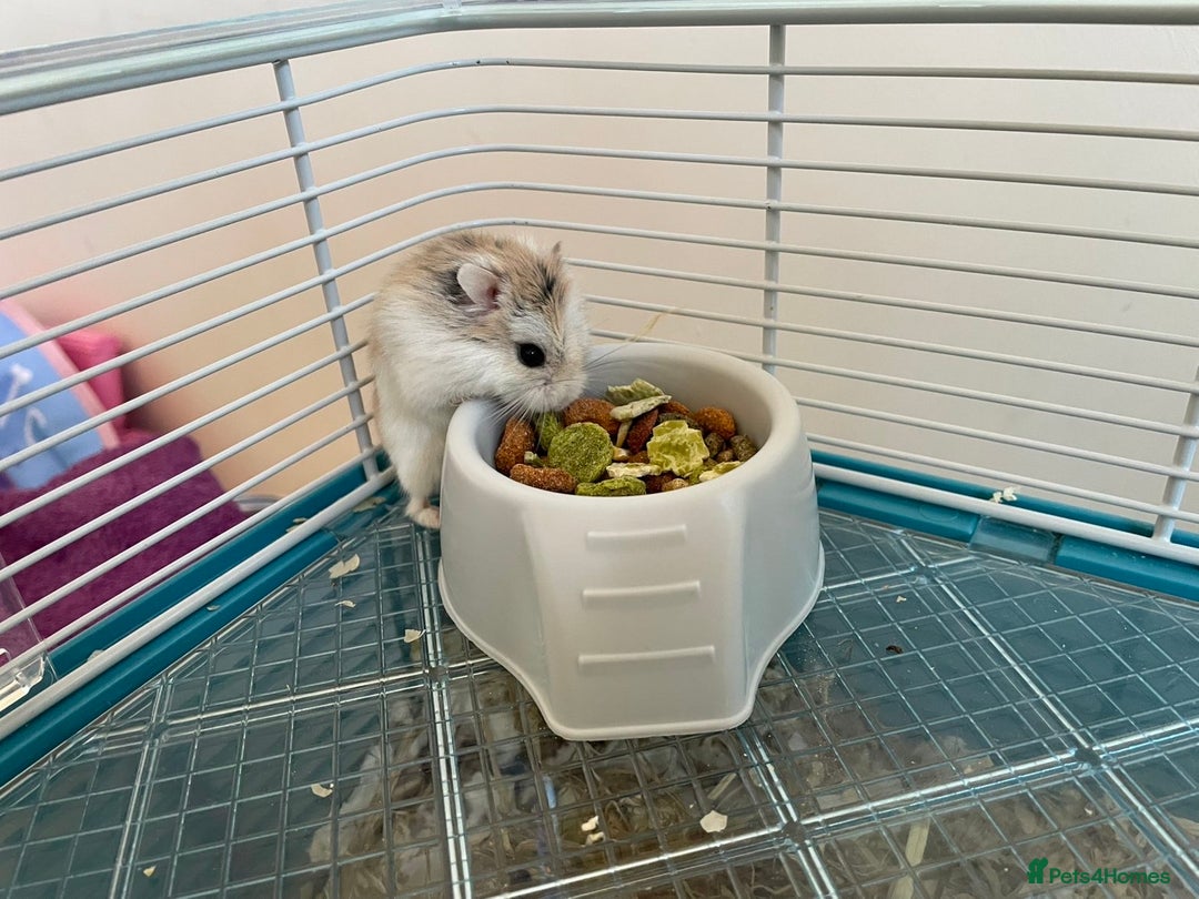Hamster rodents for sale: Russian dwarf hamster  - Image 3