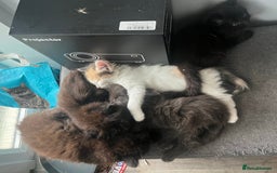 British Longhair cats for sale: 3 chocolate brown boys ready to leave  - Image 5