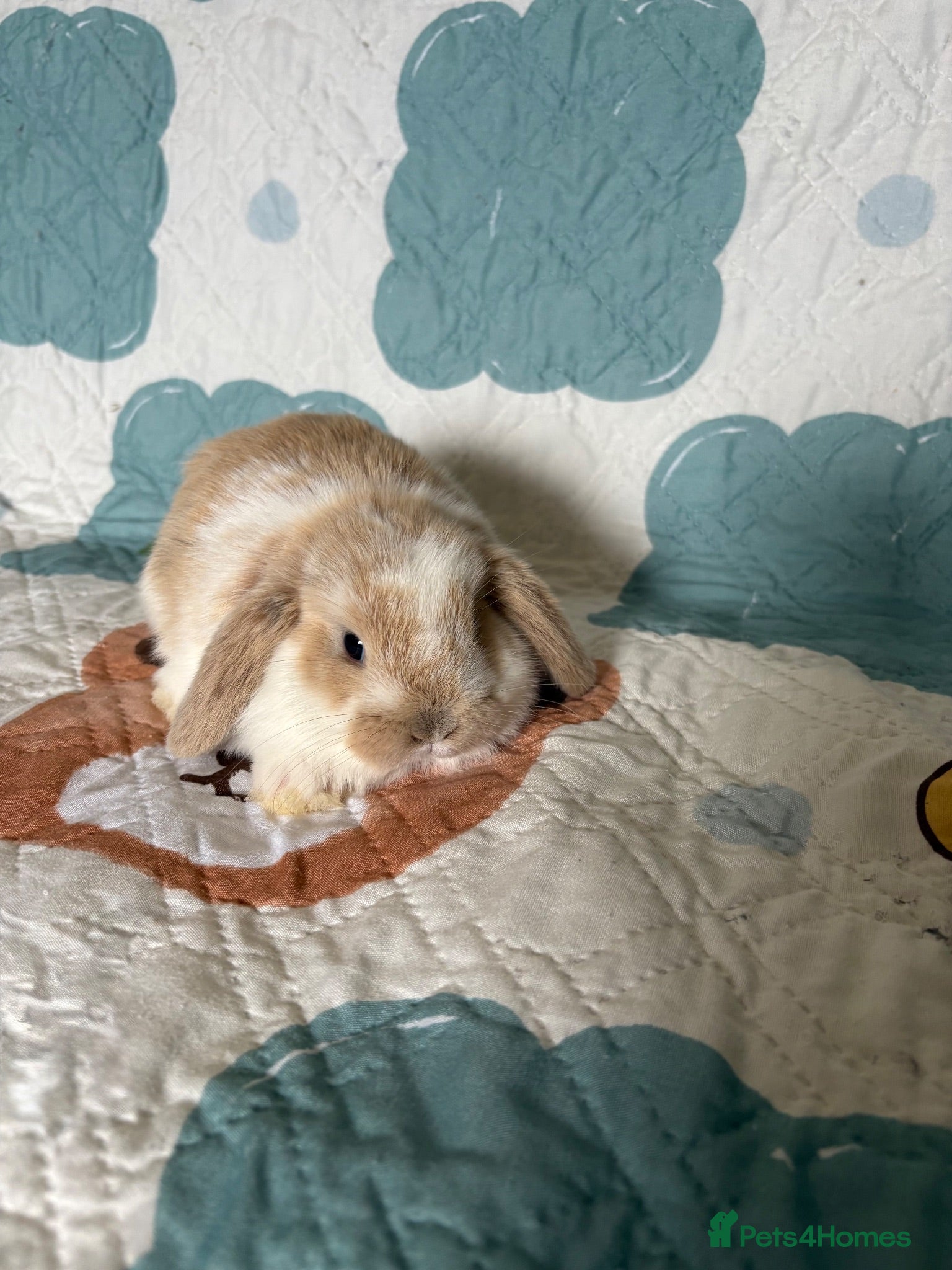 Mini Lop rabbits Baby Mini Lops Ready 17/09 - Advert 1
