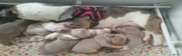 English Bulldog dogs for sale: F1 Mini bull x Kc reg English bulldog - Advert 14