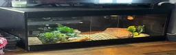 Bearded Dragon reptiles for sale: Beautiful red dragon - Advert 7