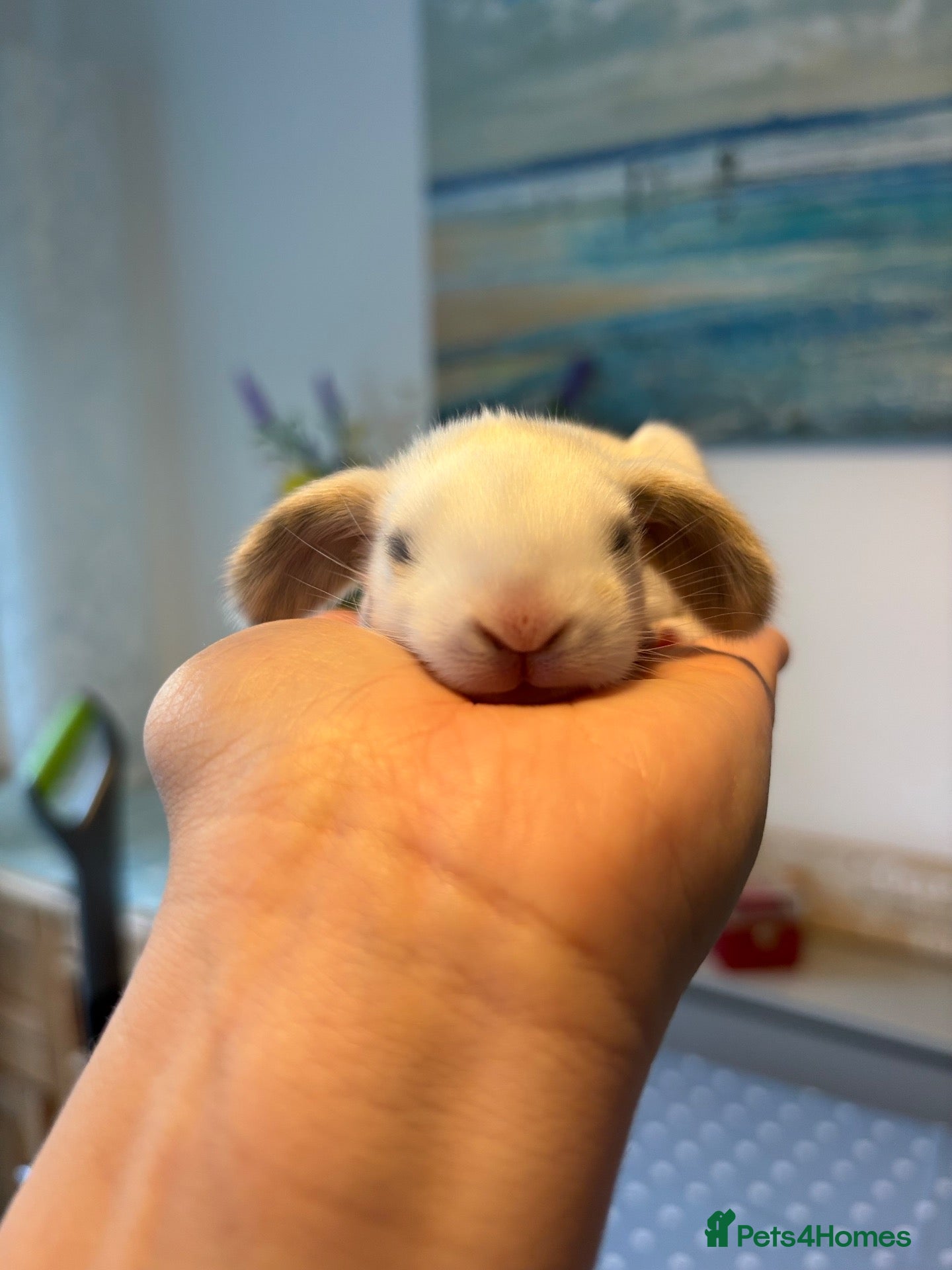 French Lop rabbits The happy hoppers French lop babies - Advert 1