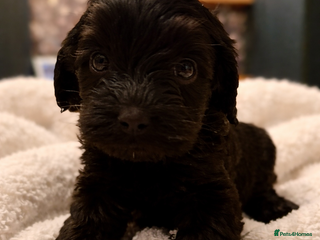 Cockapoo dogs Absolutely stunning cockapoos puppies - Advert 2