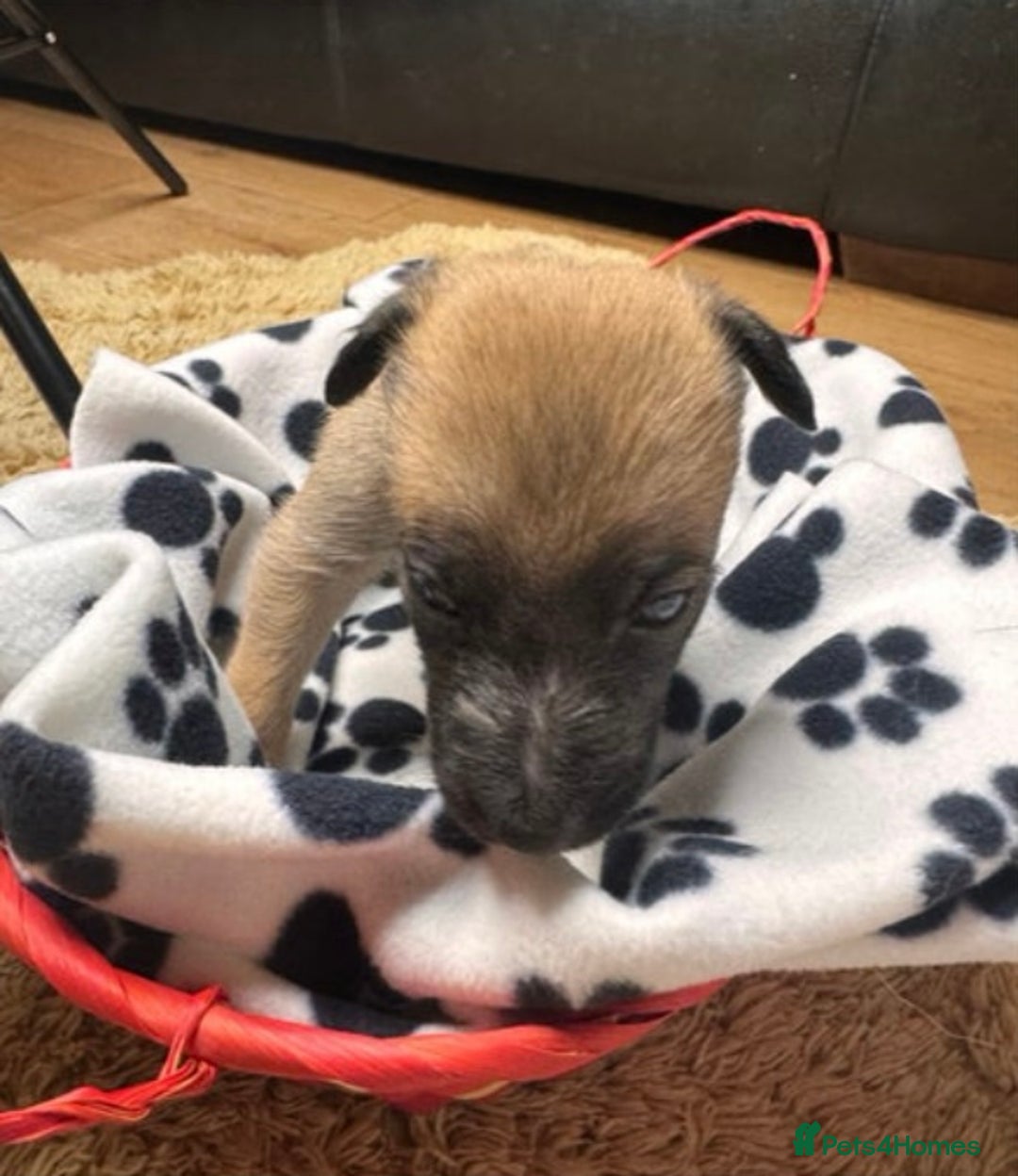 Belgian Shepherd Dog dogs for sale: Belgian Shepherd  - Image 2