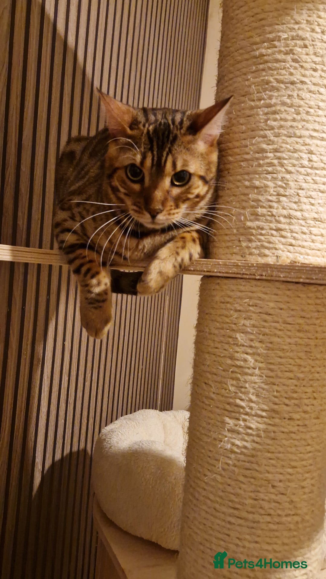 Bengal cats for sale: Pure Bengal Boy❤️ - Advert 2
