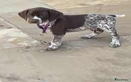 German Shorthaired Pointer dogs for sale: German shorthaired pointer boys and girls  - Image 19
