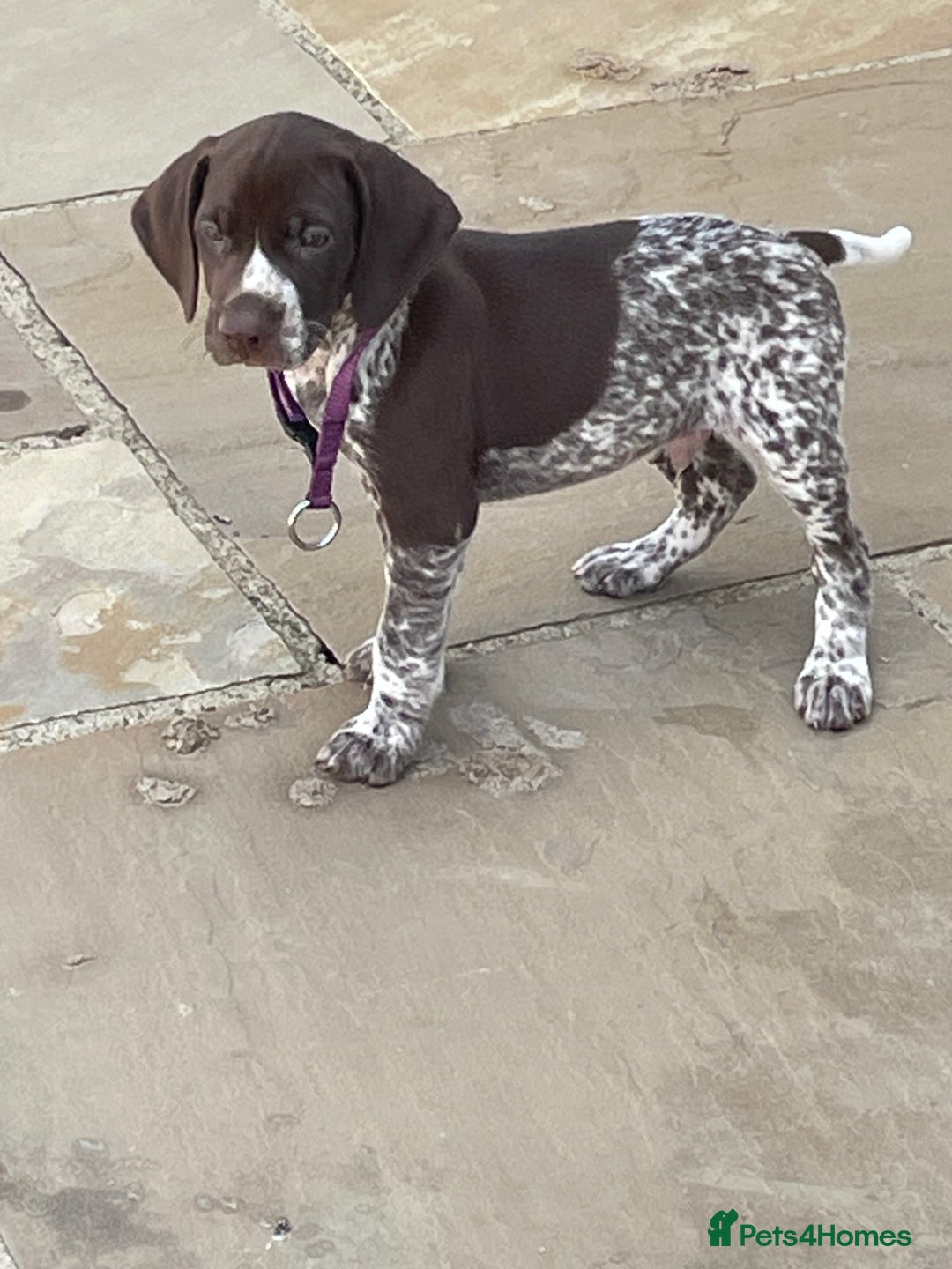 German Shorthaired Pointer dogs for sale: German shorthaired pointer boys and girls  - Image 19