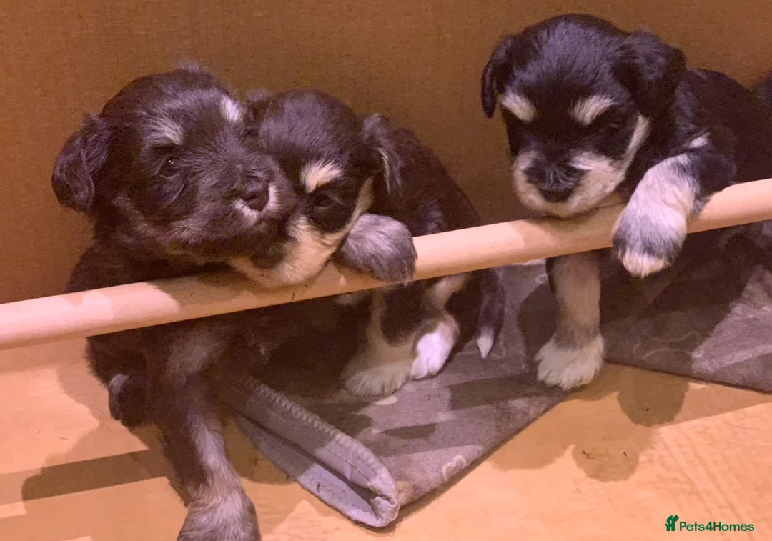 Miniature Schnauzer dogs for sale: Gorgeous Miniature schnauzer Puppies  in Worthing - Advert 10