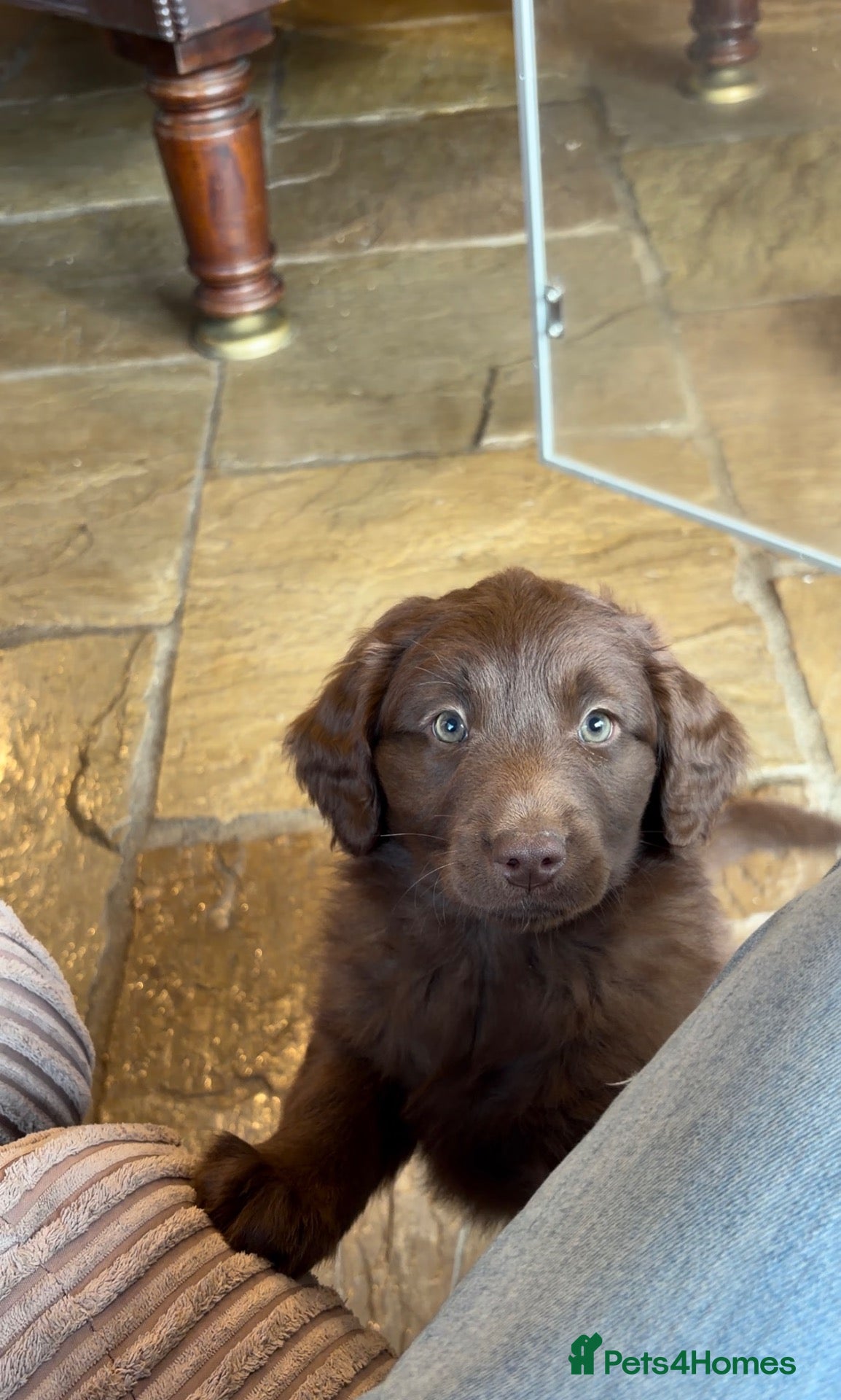 Labradoodle dogs ** RARE CHOC-PHANTOM & MERLE F2 MALE LABRADOODLE** - Advert 2