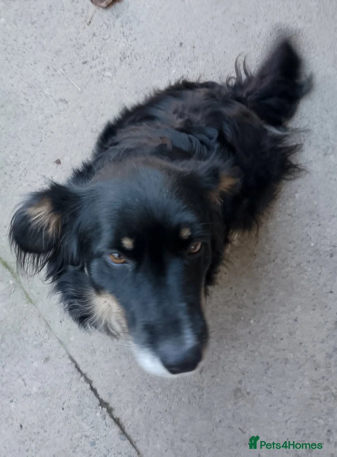 Border Collie dogs for sale: Border Collie Puppies Tri Colour, one boy b and w in Corwen - Advert 2