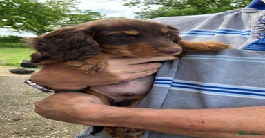 Cocker Spaniel dogs - Advert 7