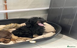 Mixed Breed dogs for sale: Dory - Miniature dachshund x poodle for rehoming - Image 2
