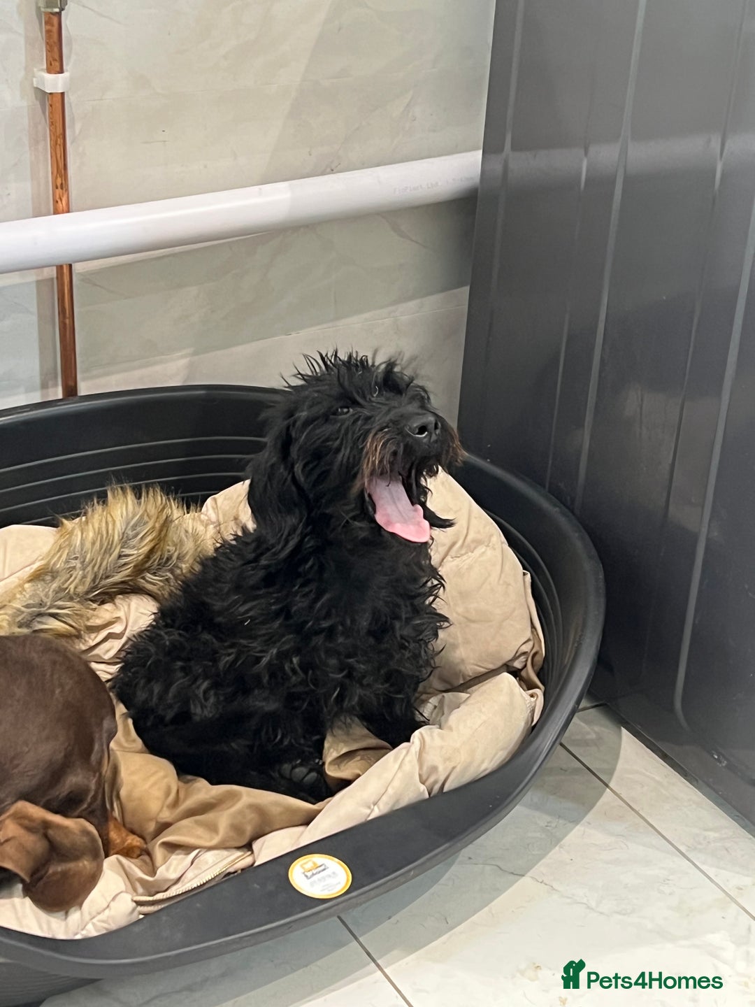 Mixed Breed dogs for sale: Dory - Miniature dachshund x poodle for rehoming - Image 2