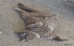 British Shorthair cats for sale: British Shorthair Mix Kittens - Image 24