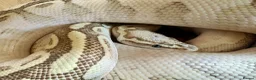 Python Snake reptiles for sale: Ball Pythons looking for new home  - Advert 11