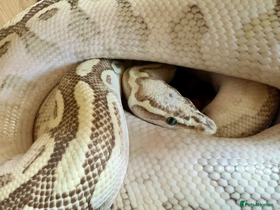 Python Snake reptiles for sale: Ball Pythons looking for new home  - Advert 1