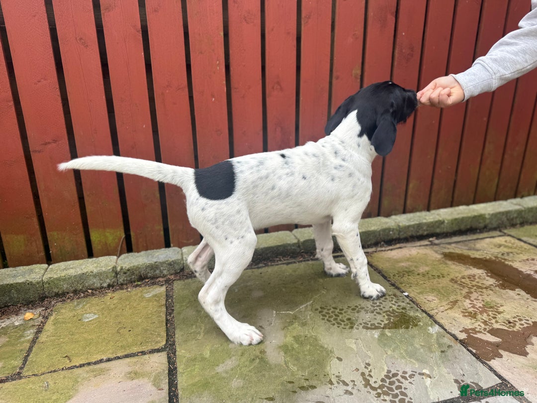 Mixed Breed dogs for sale: LAST PUPPY ❤️ - Image 15