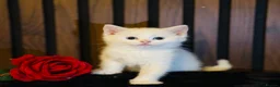 Domestic Shorthair cats for sale: Last 1 | Pure White Kitten for Sale | Ready Now  - Advert 4