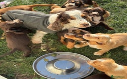 Cocker Spaniel dogs for sale: Stunning cocker pups  - Image 5