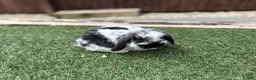 Mini Lop rabbits for sale: Gorgeous baby mini lops  - Advert 2
